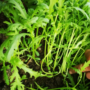 Medium-leaf Garland Chrysanthemum Seeds GA-MY
