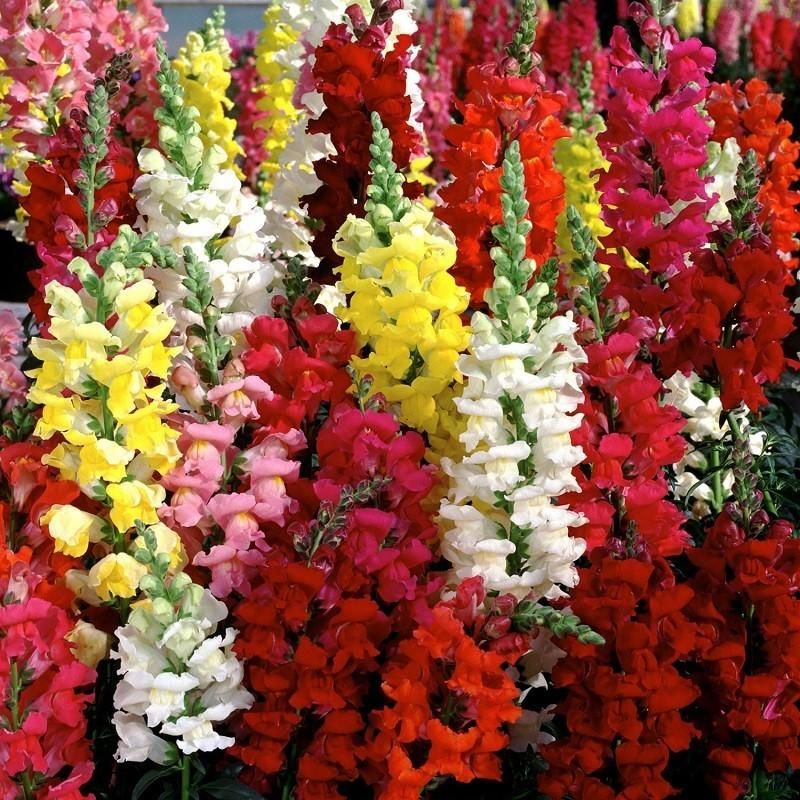Antirrhinum Majus Premium Flower Seeds (Snapdragon) Snapdragon Seeds (CF-015)