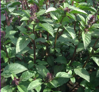 Basil (Ocimum Gratissimum) Premium Aromatic Tropical Herb Seeds (O16904)