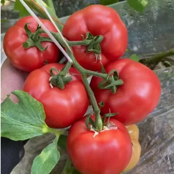 Beefsteak Tomato (2650）