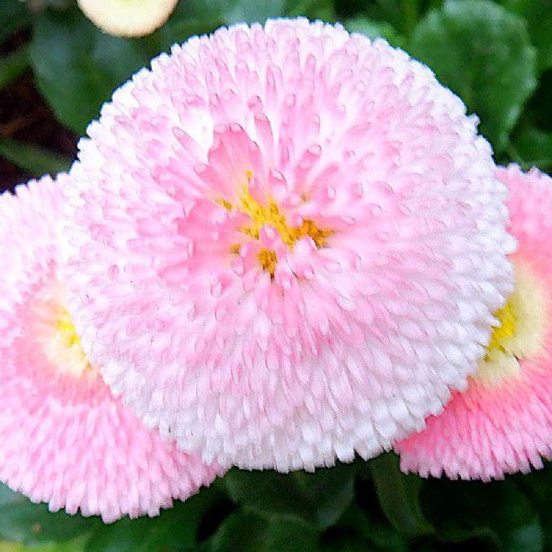 Bellis Perennis Premium Double Flower Seeds (Bellis Perennis) Pink Double Daisy Seeds (CF-016)