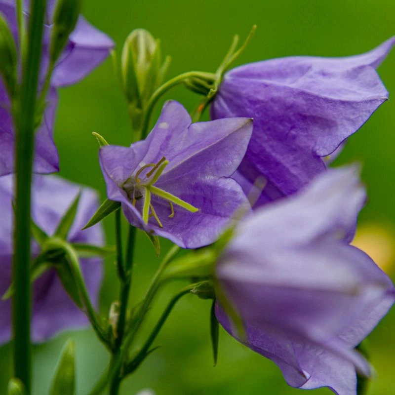 Campanula Persicifolia Perennial Flower Seeds (Peach-Leaved Bellflower) Peach-Leaved Bellflower Seeds (CF-004)