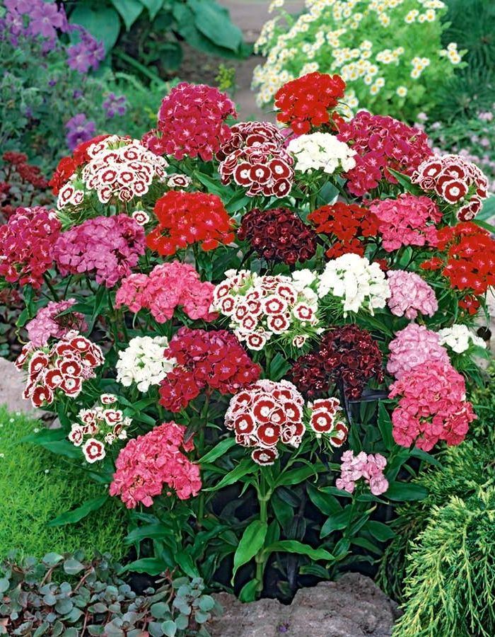 Colorful Dianthus Barbatus (Sweet William) Premium Sweet William Seeds (CF-001)