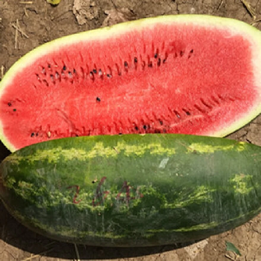 Crimson Sweet F1 Watermelon