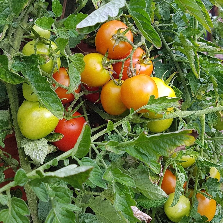 tomato seeds3