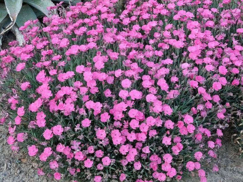 Dianthus Deltoides Perennial Flower Seeds (Maiden Pink) Maiden Pink Seeds (CF-019)