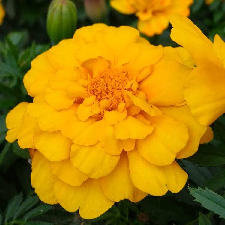 Double Marigold Seeds