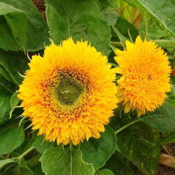 Dwarf Double Flower Sunflower Variety (Sunflower) Teddy Bear Sunflower Seeds (CF-006)