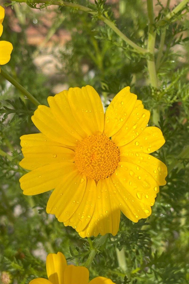 Glebionis Carinata Bright Yellow Flower Seeds (Garland Daisy) Yellow Garland Daisy Seeds (CF-017)