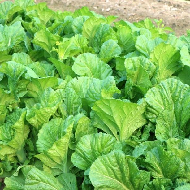 Green Mustard Seeds factory