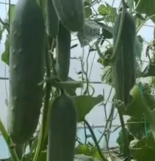 High Heat Resistance Cucumber Seeds CU-T11 suppliers