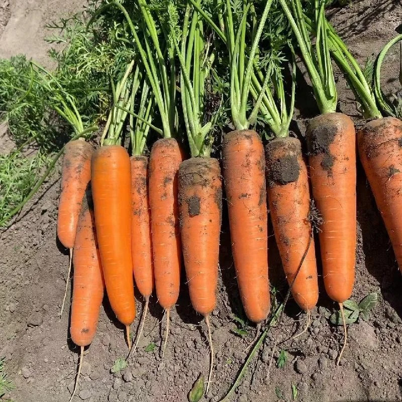 Hybrid F1 Carrot Seed factory