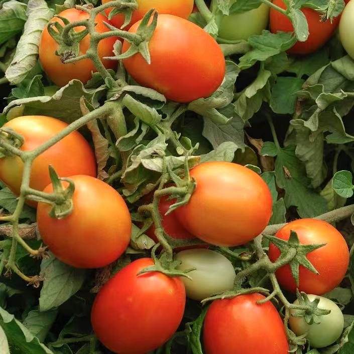 Hybrid Roma Tomato Seeds