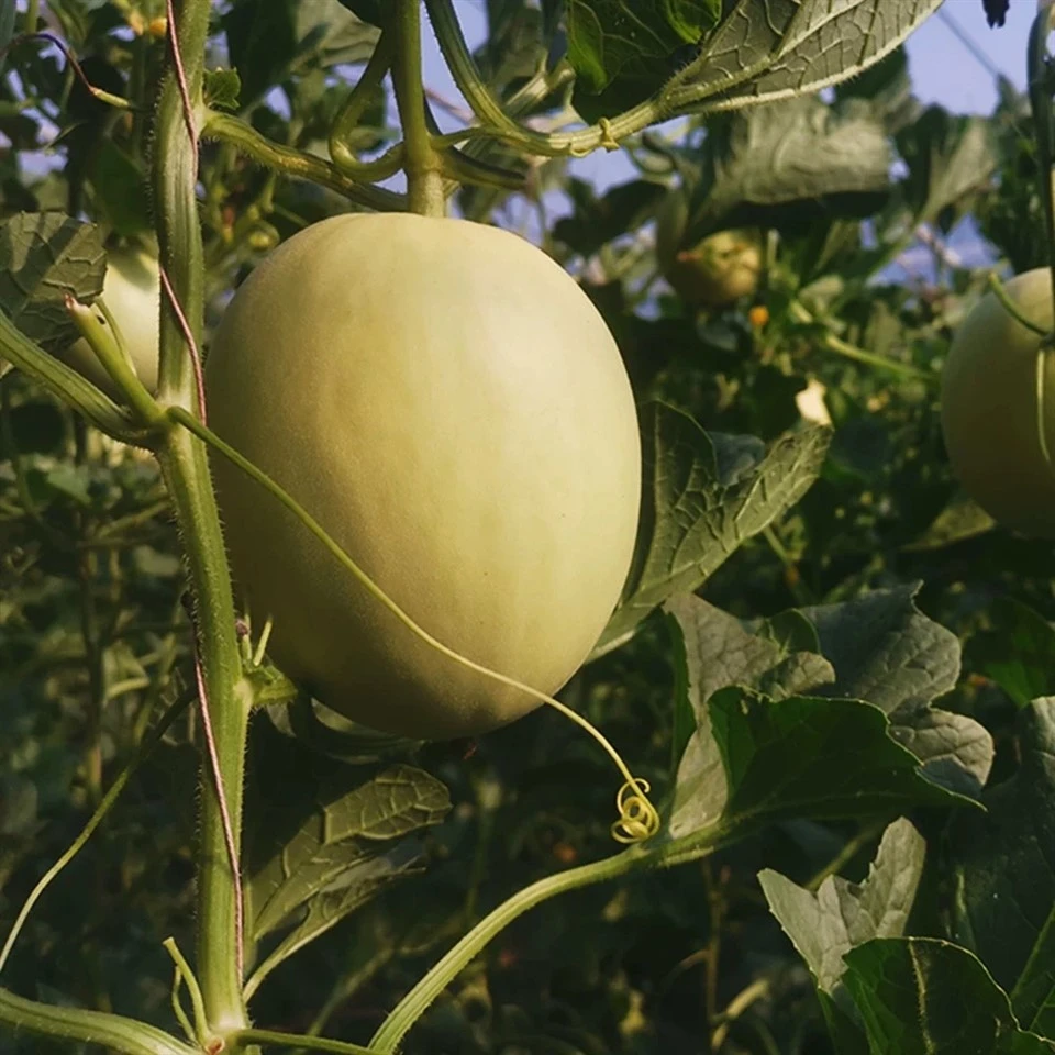 Melon Seeds For Sale