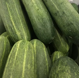 Mid-early Maturity Cucumber Seeds CU-T13