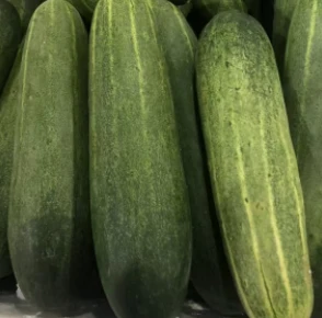 Mid-early Maturity Cucumber Seeds CU-T13 suppliers
