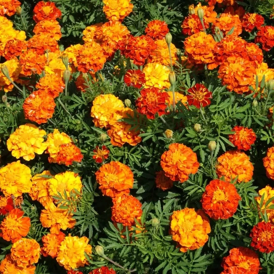 Mix Color Marigold Seeds