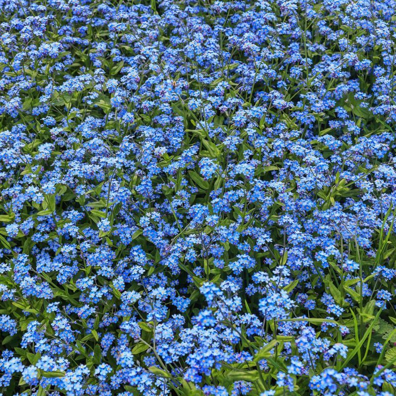 Myosotis Sylvatica Blue Flower Seeds (Forget-Me-Not) Forget-Me-Not Seeds (CF-003)