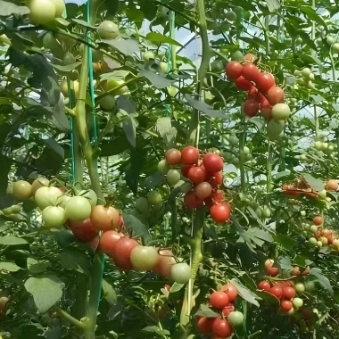 Opalka Tomato Seeds