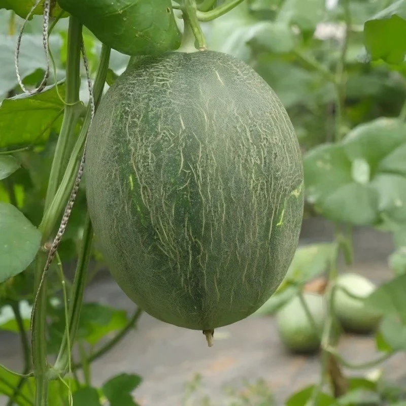 Orange-red Flesh Melon Seeds ME-80G(2)