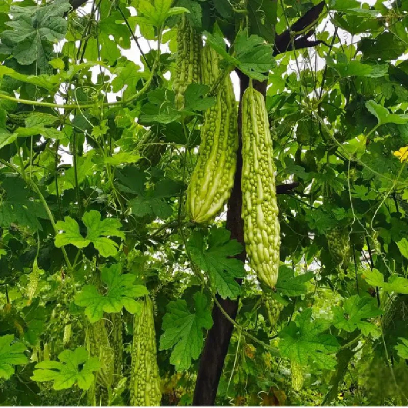 Organic Bitter Melon Seeds