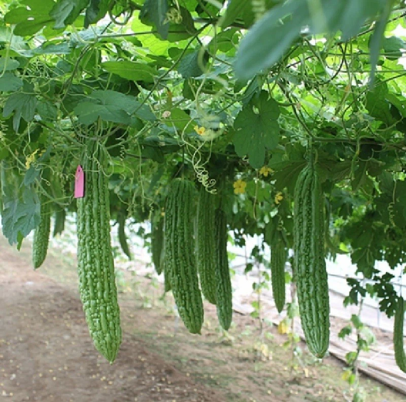 Bitter gourd (2)