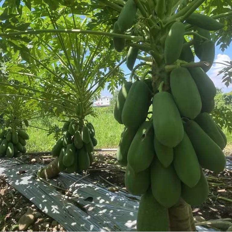 Organic Papaya Seeds suppliers
