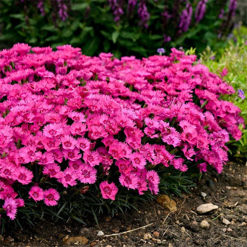 Perennial Pink Flower Seeds (Everlasting Dianthus) Everlasting Dianthus Seeds (CF-002)