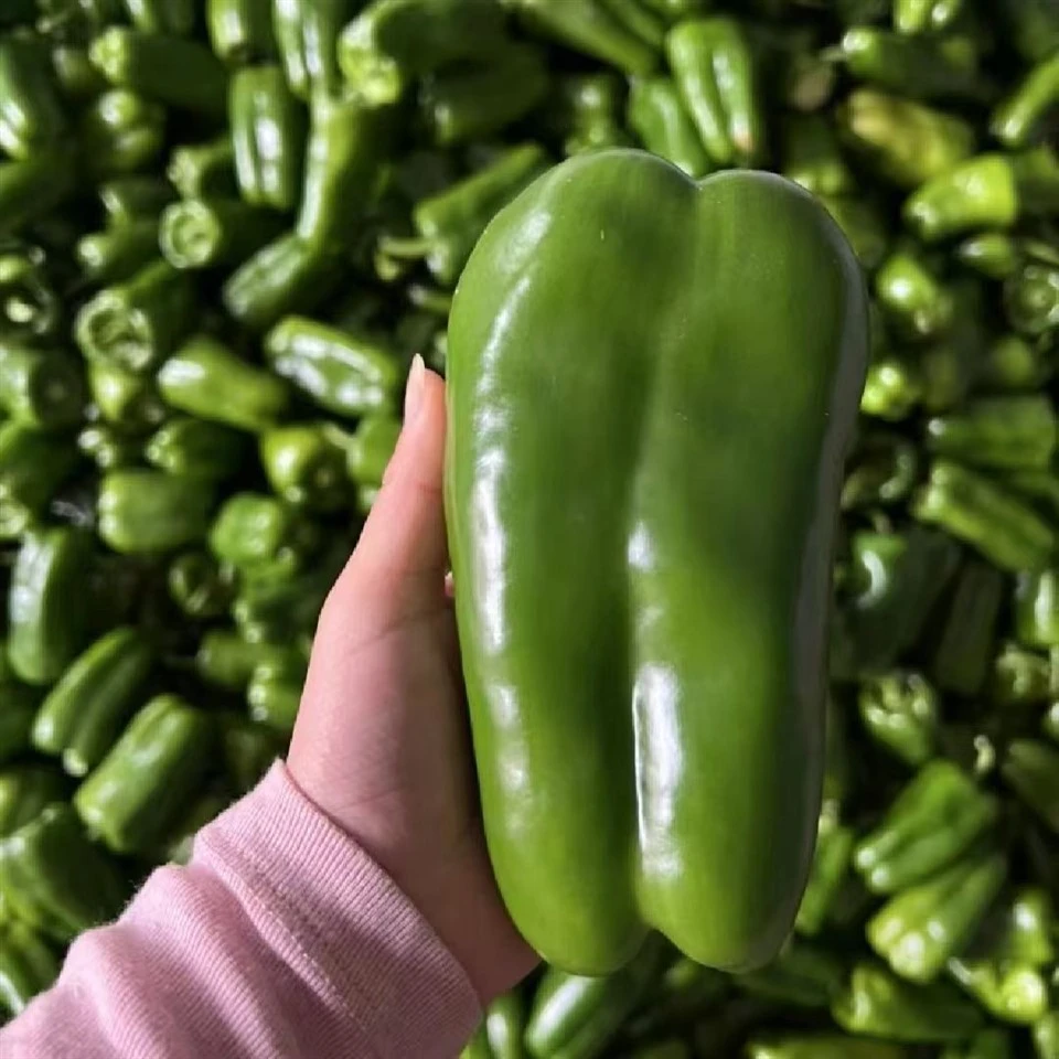 Pimento Pepper Seeds