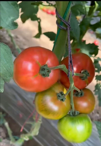 Pinkish Red Hybrid Oblate Shape Tomato TO-2520