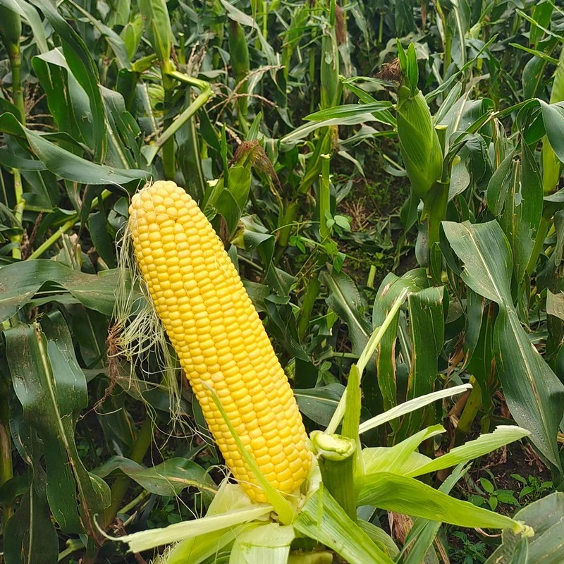 Pioneer Sweet Corn Seed suppliers