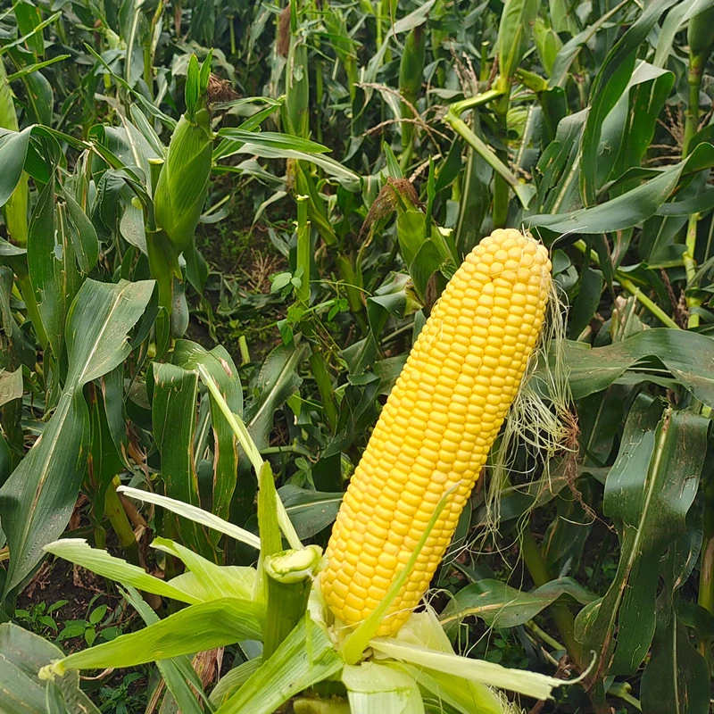 Pioneer Sweet Corn Seed