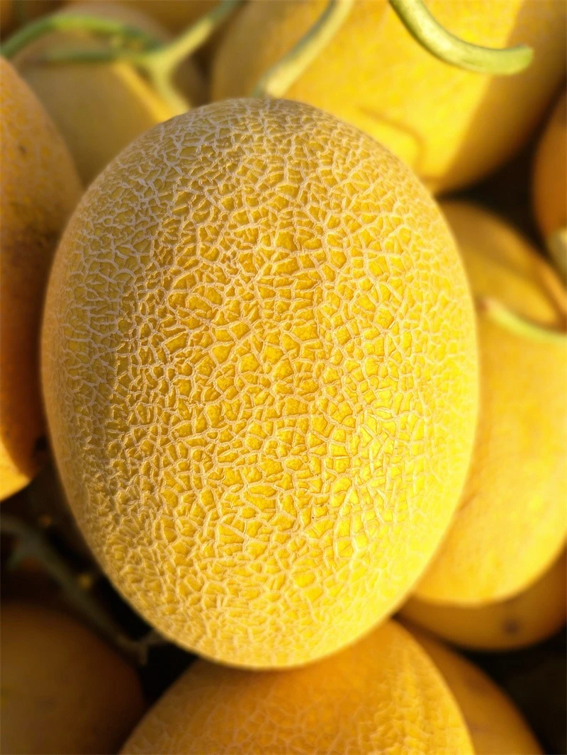 Mid-early Maturity Oval Shape Melon Seeds ME-0851