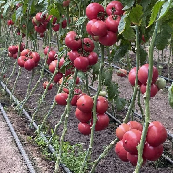 Pinkish Red Hybrid Oblate Shape Tomato TO-2320 2001 Pinkish Red Hybrid Oblate Shape Tomato TO-2320 2001