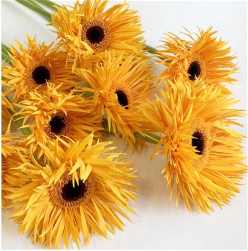 Quilled Petal Ornamental Sunflower (Sunflower) Magic Flute Sunflower Seeds (CF-014)