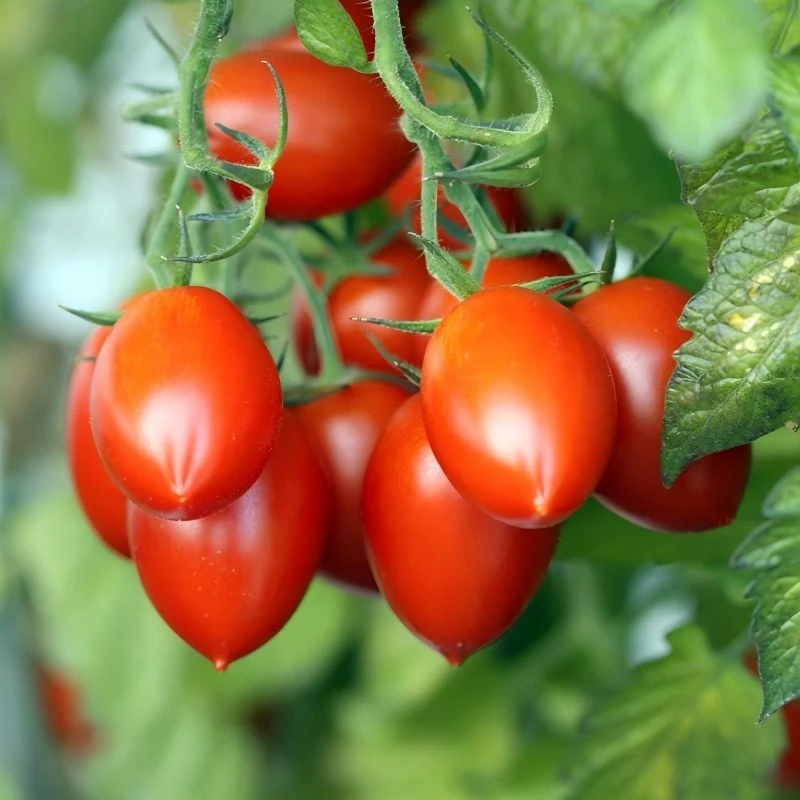 Resistance To Verticillium Wilt Tomato Seeds TO-586 suppliers
