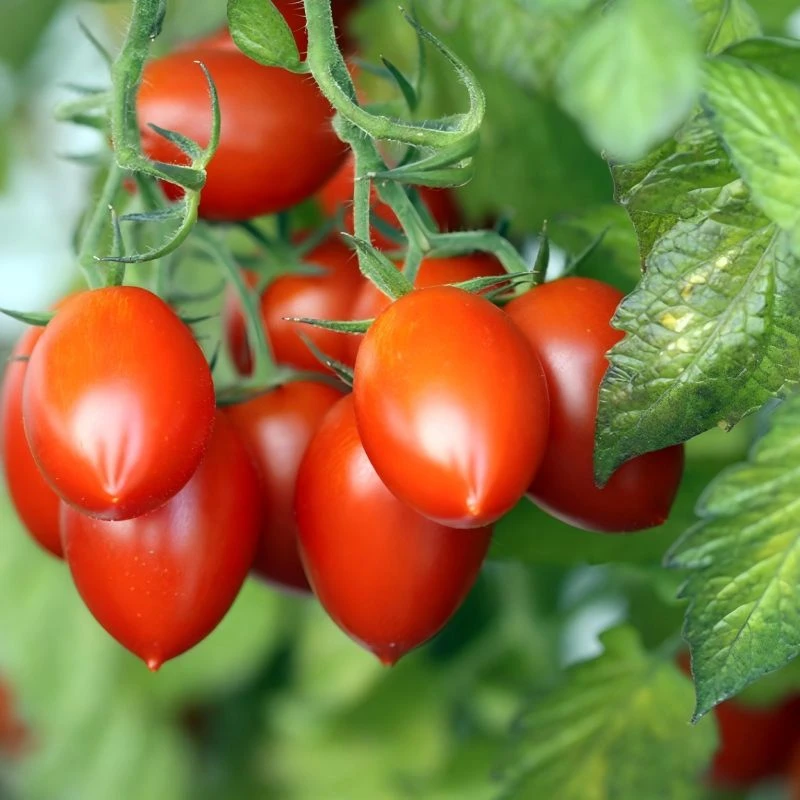 Resistance To Verticillium Wilt Tomato Seeds TO-586