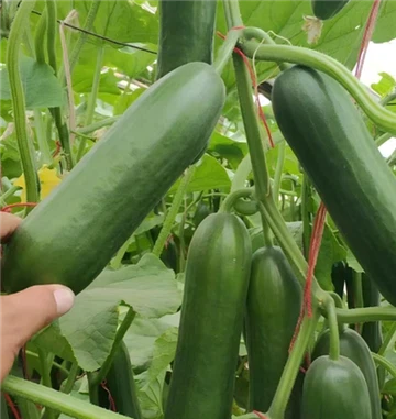 What is the best pH level of soil for cucumber seeds?