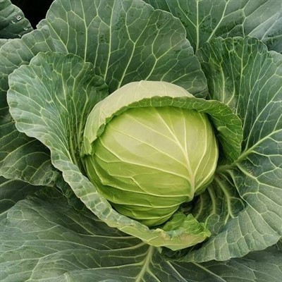 45 Days Cabbage Seeds