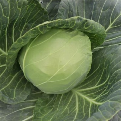Asian Cabbage Seeds