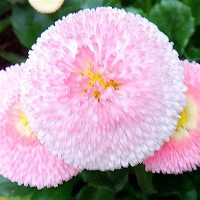 Bellis Perennis Premium Double Flower Seeds (Bellis Perennis) Pink Double Daisy Seeds (CF-016)