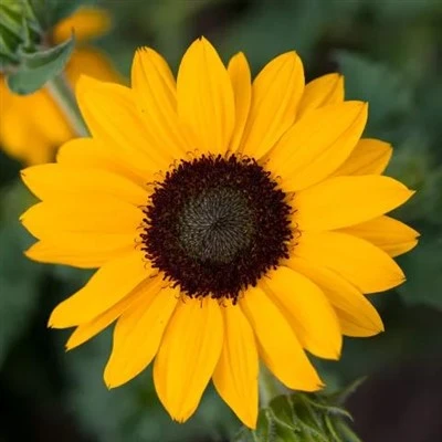 Bright Yellow Ornamental Sunflower Variety (Sunflower) Smiley Sunflower Seeds (CF-008)