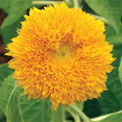 Double Golden Ornamental Sunflower (Sunflower) Winnie Sunflower Seeds (CF-012)