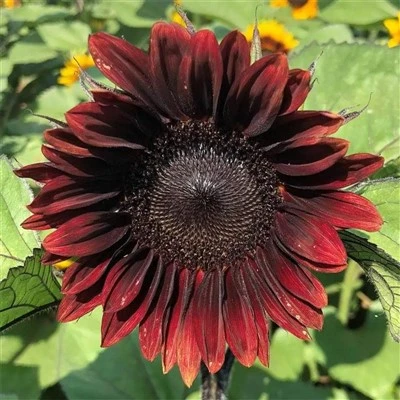 Double Red Ornamental Sunflower (Sunflower) Red Teddy Sunflower Seeds (CF-018)