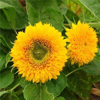 Dwarf Double Flower Sunflower Variety (Sunflower) Teddy Bear Sunflower Seeds (CF-006)