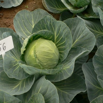 F1 Hybrid Cabbage Seeds