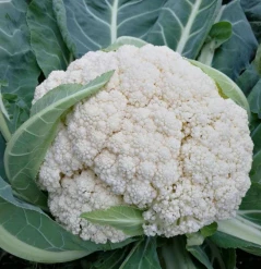 Fresh Market F1 Cauliflower Seeds FL-L4