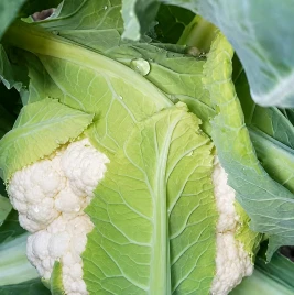 Fresh Market Good Leaf Coverage Cauliflower Seeds FL-02