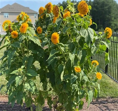 Giant Double Flower Ornamental Sunflower (Sunflower) Tall Teddy Bear Sunflower Seeds (CF-009)