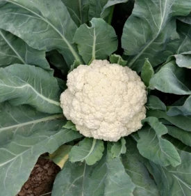 Good Leaf Coverage Cauliflower Hybrid Seeds FL-L3